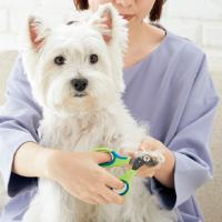 ゼンクリッパー