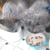 ティキキャット アフターダーク コンソメ仕立て