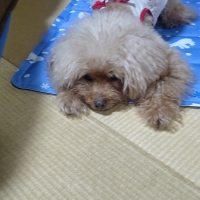 ひんやり涼感マット