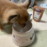 国産ヤギミルク１００％パウダー