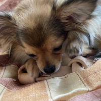 国産セーフハイド （犬 噛む 革製おもちゃ）