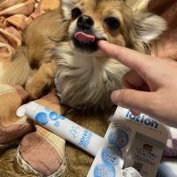 コスモスラクトデンタル（ペット用デンタルケア）