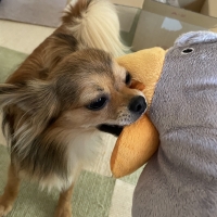 ハンドパペット (犬 おもちゃ ぬいぐるみ)