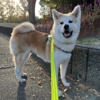 ドットわんごはんセット