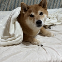 北の極 ごほうびソーセージ