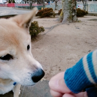 静岡産 しらすせんべい(PEPPY LIFE 犬おやつシリーズ)