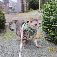 ハンドルベスト (猫用ハーネス)