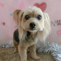グリニーズプラス 目の健康維持 ブルーベリー入り (正規品)（犬用おやつ）