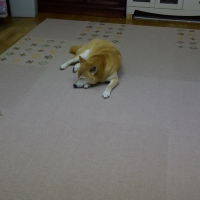 ピタッと吸着タイルマット 大判サイズ(犬 猫 滑り止め）