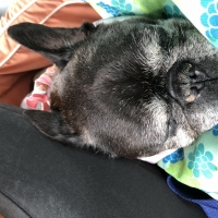 アルテア体圧分散マット (犬 介護マット・ベッド 床ずれ予防)