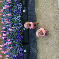 イティ トリーツ（犬・猫用）