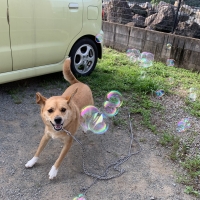 バブル　ドッグガン