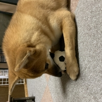ランコ　ボールシリーズ （天然ゴム製の犬用おもちゃ）